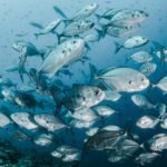 Menselijke impact op de oceaan zal tegen 2050 verdubbelen, waarschuwen wetenschappers