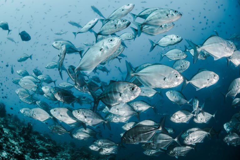 Menselijke impact op de oceaan zal tegen 2050 verdubbelen, waarschuwen wetenschappers