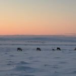 Rendierbegrazing kan de effecten van winterklimaatverandering op de koolstofuitstoot van bossen verminderen