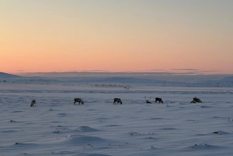 Rendierbegrazing kan de effecten van winterklimaatverandering op de koolstofuitstoot van bossen verminderen