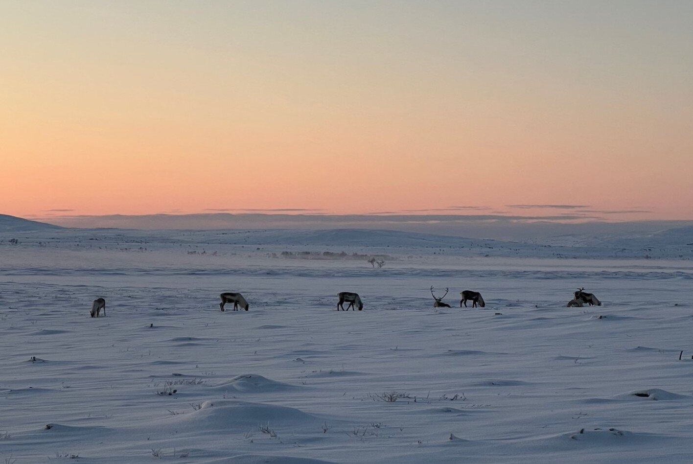 Rendierbegrazing kan de effecten van winterklimaatverandering op de koolstofuitstoot van bossen verminderen