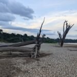 Spiegelbeeldmoleculen onthullen droogtestress in het Amazonegebied