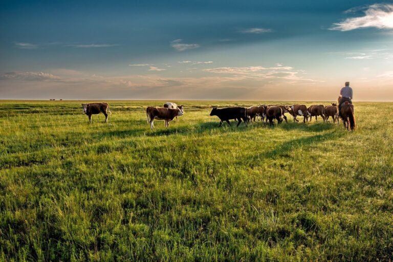 Studie wijst op opwarming van het klimaat als grootste bedreiging voor graslanden, niet overbegrazing