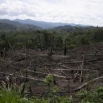 Verlies van bomen verzwakt Amazon's 'vliegende rivieren', wetenschappers waarschuwen voor verergerende droogtes