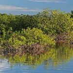 Verwarming van de oceanen kan verwachte hergroei van mangroven vertragen
