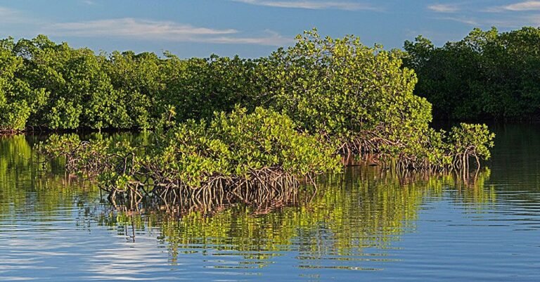 Verwarming van de oceanen kan verwachte hergroei van mangroven vertragen