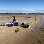 Zeewier op zandkusten draagt bij aan broeikasgasemissies, blijkt uit onderzoek