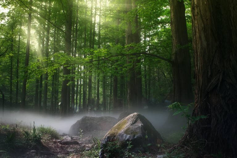 Analyse onthult tekortkomingen in bos koolstofcompensatieprojecten, waarbij de meeste de klimaatimpact overschatten