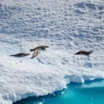 Antarctica Ondergaat Vergelijkbare Klimaatveranderingseffecten als Groenland: Studie