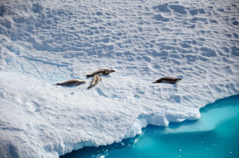 Antarctica Ondergaat Vergelijkbare Klimaatveranderingseffecten als Groenland: Studie