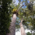 Australië's regenwouden veranderen als eerste van koolstofput naar koolstofbron, waarschuwt studie