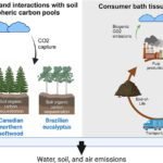 Bamboe Tissuepapier: Is het Echt Zo Milieuvriendelijk Als Je Denkt?