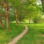 Het vastleggen van koolstof in bomen en bodem kan het klimaat eeuwenlang stabiliseren - mits goed uitgevoerd