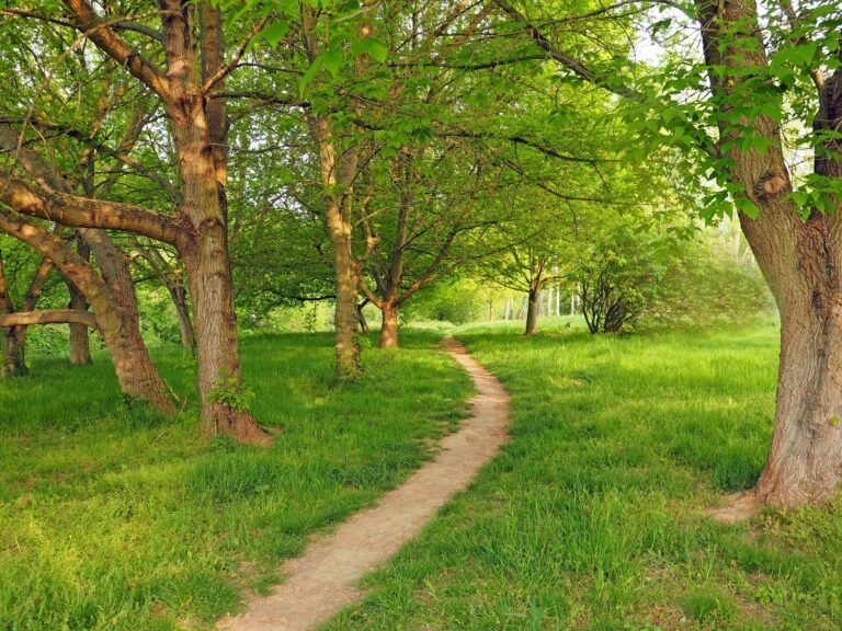 Het vastleggen van koolstof in bomen en bodem kan het klimaat eeuwenlang stabiliseren - mits goed uitgevoerd