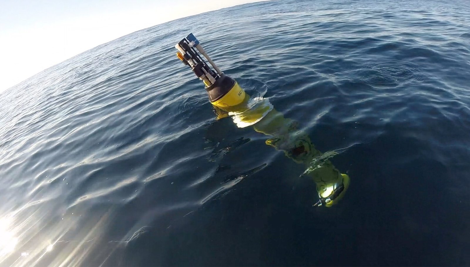 Hoe mariene hittegolven de voedselwebben in de oceaan beïnvloeden en het transport van koolstof in de diepe zee vertragen