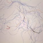 Huishoudelijke drogers zijn belangrijke bronnen van microvezelvervuiling, blijkt uit onderzoek