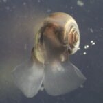 Kleine oceanische organismen ontbreken in klimaatmodellen en kunnen de sleutel tot de koolstoftoekomst van de aarde zijn