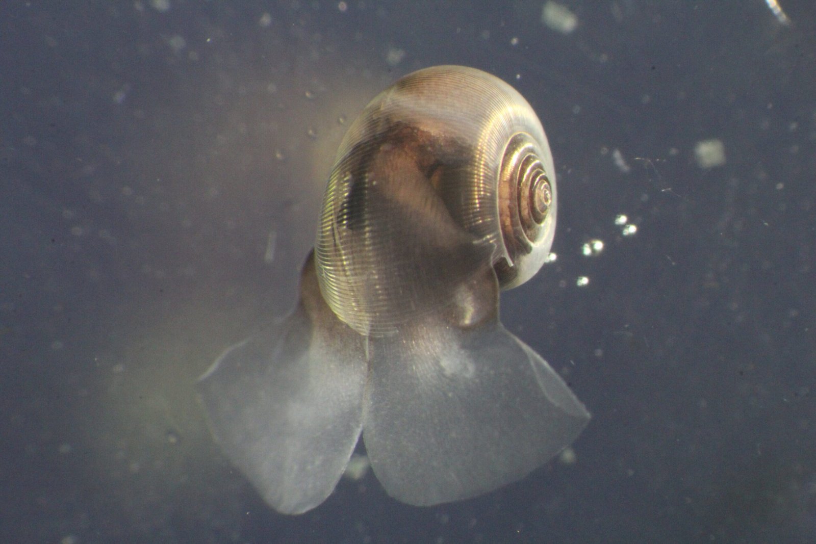 Kleine oceanische organismen ontbreken in klimaatmodellen en kunnen de sleutel tot de koolstoftoekomst van de aarde zijn