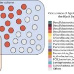 Klimaatverandering kan de verspreiding van neurotoxines in de oceanen vergroten