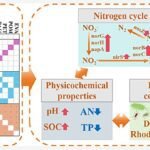 Microplastics Verminderen Bodemvruchtbaarheid en Verhogen de Productie van Een Krachtig Broeikasgas