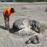 Middeleeuwse tsunami laat koraalskeletten achter die een waarschuwing geven voor het Caribisch gebied