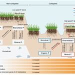 Onderzoek naar Permafrost onthult dat plotselinge dooi de fosforcyclus in de bodem versnelt en koolstofuitstoot compenseert