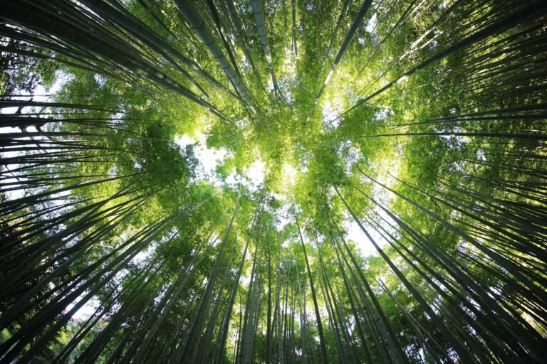 Onderzoek onthult hoe sommige koolstofprojecten schadelijk voor het klimaat zijn en hoe dit te voorkomen
