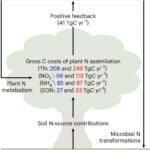 Onderzoek toont aan: Koolstofkosten van wereldplanten voor stikstofopname overschrijden uitstoot van bosbranden