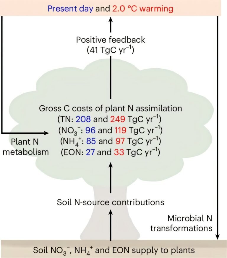 Onderzoek toont aan: Koolstofkosten van wereldplanten voor stikstofopname overschrijden uitstoot van bosbranden