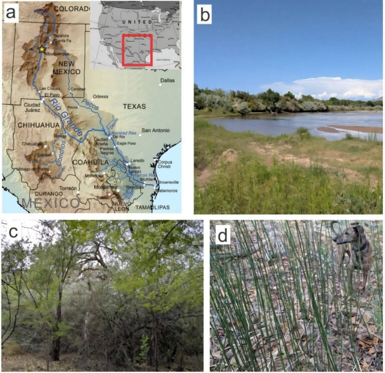 Oxygenisotoopverhoudingen in oude planten, vergelijkbaar met meteorieten, kunnen het klimaatverleden van de aarde onthullen