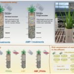 Plant-fungus combinatie in wetlands verwijdert PFAS in pilotstudie
