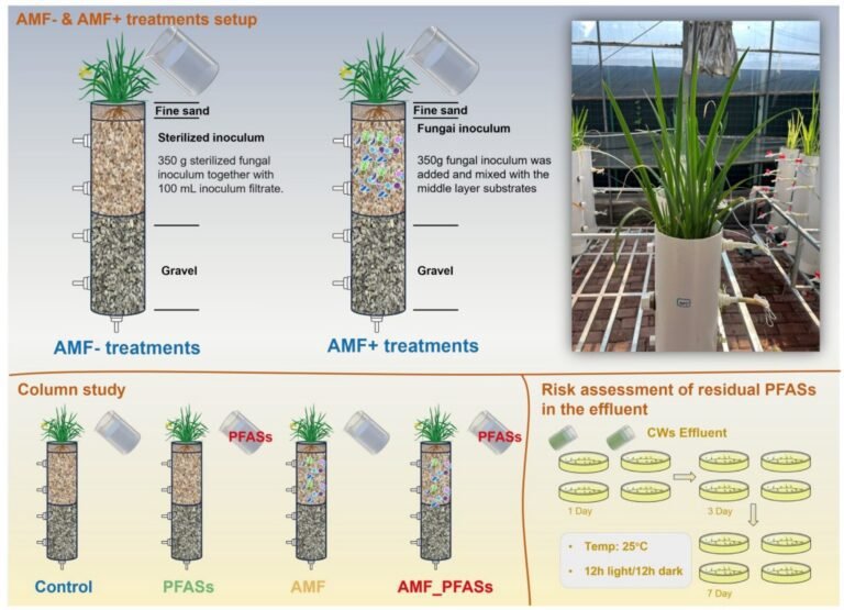 Plant-fungus combinatie in wetlands verwijdert PFAS in pilotstudie