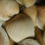 Schelpgeluiden waarschuwen voor onbetrouwbare stromingen in de Noord-Atlantische Oceaan