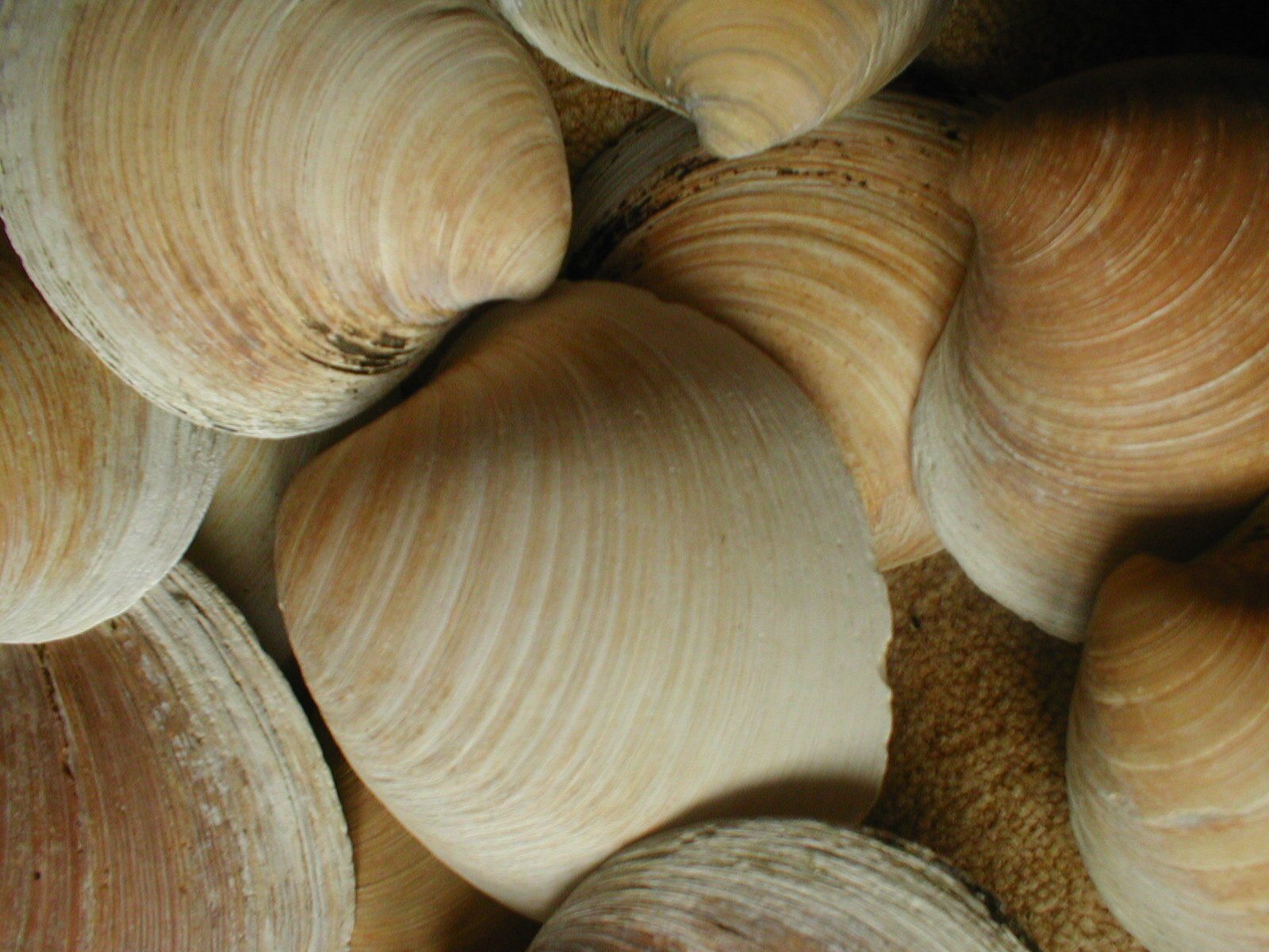 Schelpgeluiden waarschuwen voor onbetrouwbare stromingen in de Noord-Atlantische Oceaan