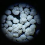 Vroegere plankton wijzen op een stabielere toekomst voor het zeeleven