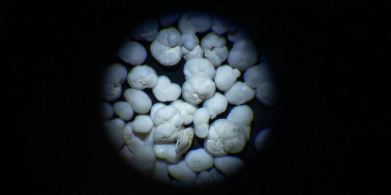 Vroegere plankton wijzen op een stabielere toekomst voor het zeeleven