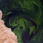 Wereldwijde klimaatmodellen hebben de volledige stikstofcyclus nodig