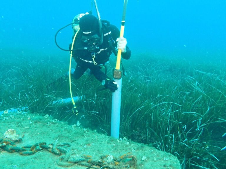 De 'blauwe bossen' in cijfers: Eerste wereldwijde inventaris van opgeslagen koolstof in zeegrasvelden