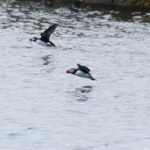 Dodelijke Plasticdoses voor Zeedieren: Verrassend Kleine Hoeveelheden Kunnen Zeevogels, Zeeschildpadden en Zeezoogdieren Doden