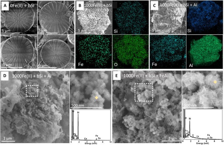 Kleine diatomeeën, grote klimaatimpact: Hoe microscopische skeletten de oceaanchemie snel beïnvloeden