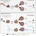Leven na de dood: Hoe aardwormen blijven bijdragen aan koolstofvastlegging