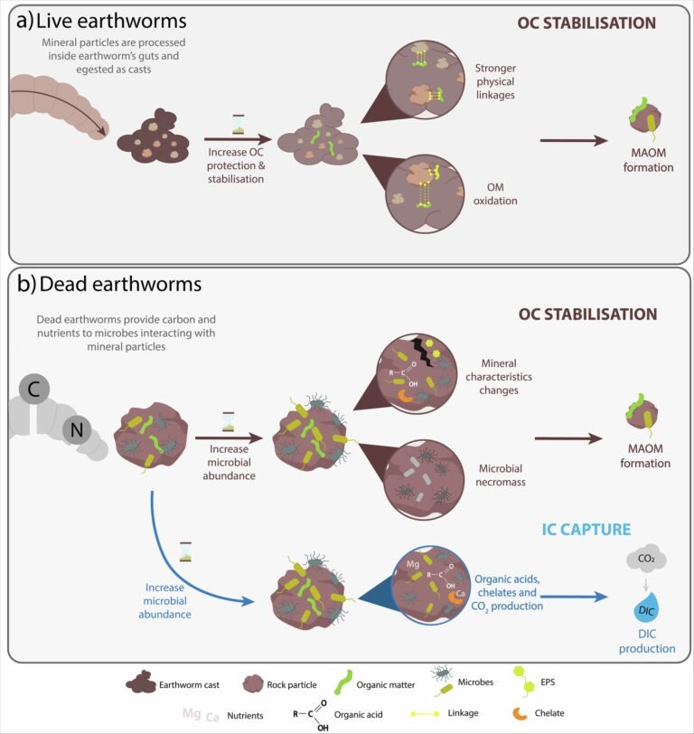 Leven na de dood: Hoe aardwormen blijven bijdragen aan koolstofvastlegging