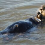 Onverwacht hoge concentraties van forever chemicals aangetroffen in dode zeeotters