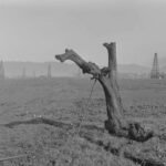 Oude bomen en hun inefficiënte fotorespiratie: een mogelijke stabilisator van de Aarde's atmosfeer tijdens de laatste ijstijd