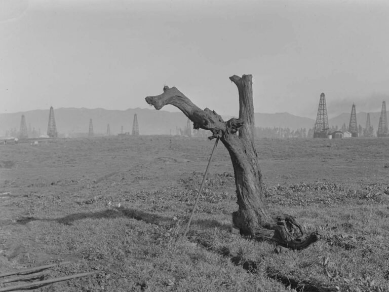 Oude bomen en hun inefficiënte fotorespiratie: een mogelijke stabilisator van de Aarde's atmosfeer tijdens de laatste ijstijd