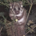 Possums in Australië vertonen de hoogste PFAS-niveaus ter wereld onder kleine zoogdieren