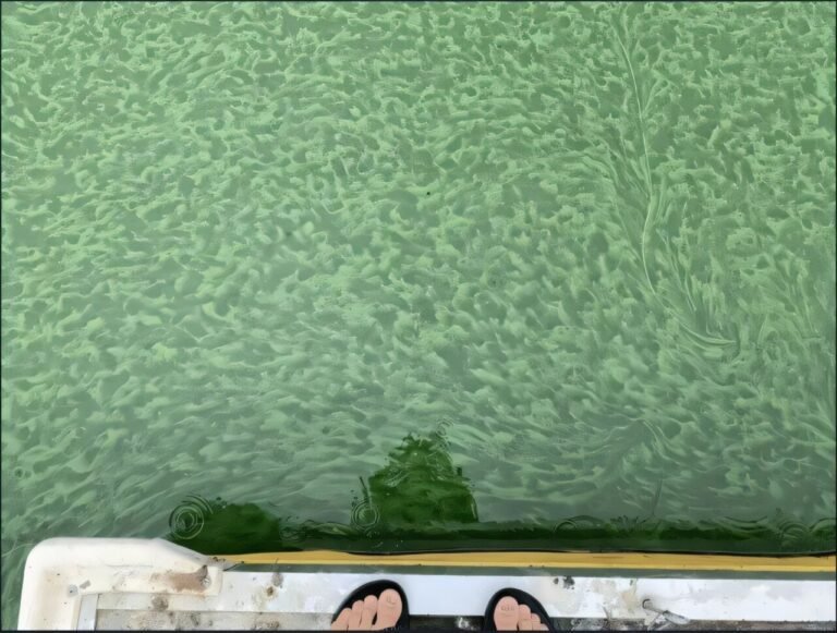 Stikstof stimuleert algengroei, ontdekkingen van onderzoekers