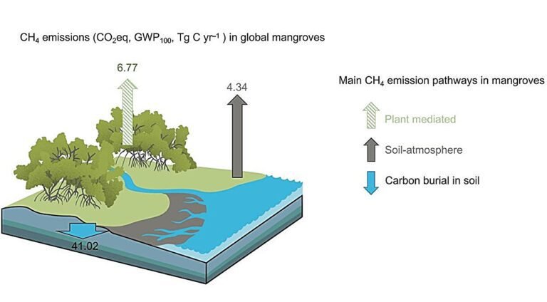 Voordelen van blauwe koolstof compenseren: Mangroveboomstammen als onderschatte methaanbron geïdentificeerd