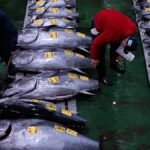 Blauwvintonijn verkoopt voor recordbedrag van €2,78 miljoen op vismarkt in Tokio