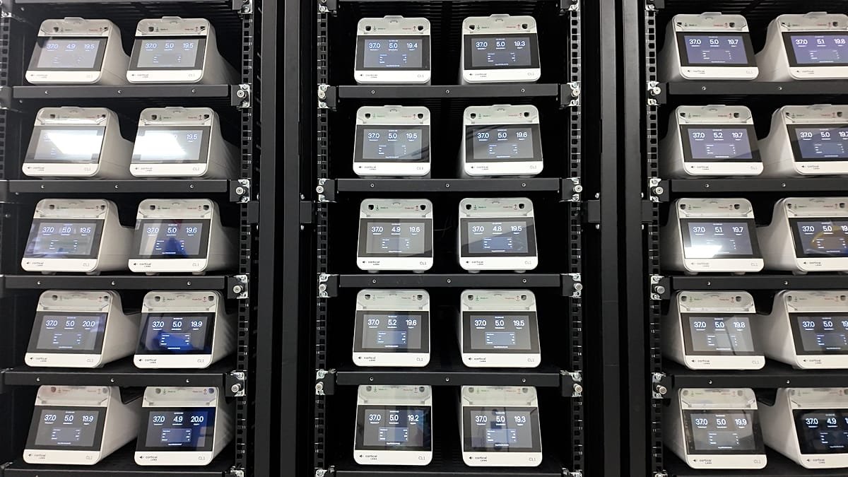 Kunnen hersencellen computers aansturen? Deze startup gebruikt menselijke neuronen om datacenters van energie te voorzien